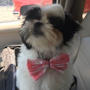 Meet your Posher, Hallie